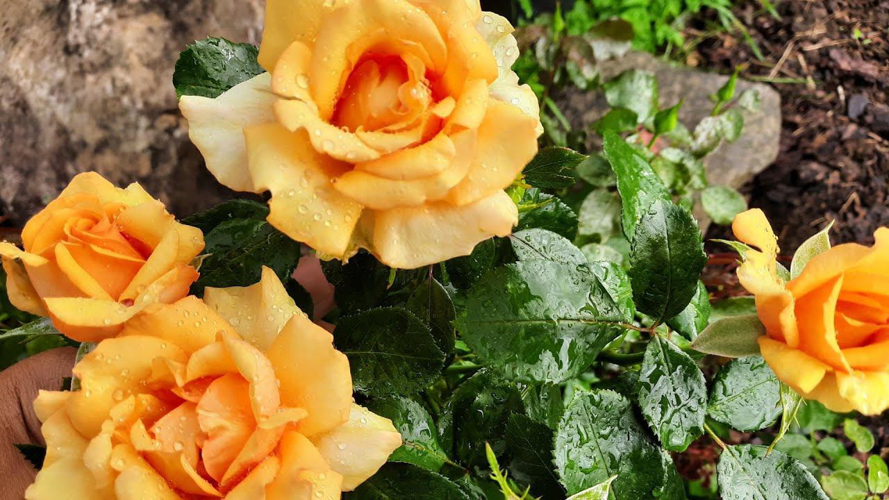 Дожди. А розы молодцом!))) Сыворотка?