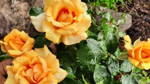 Дожди. А розы молодцом!))) Сыворотка?