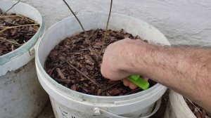 Обрезка молодых саженцев голубики.