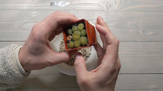 Lithops from seeds: What actually grew after 2 years смотреть онлайн
