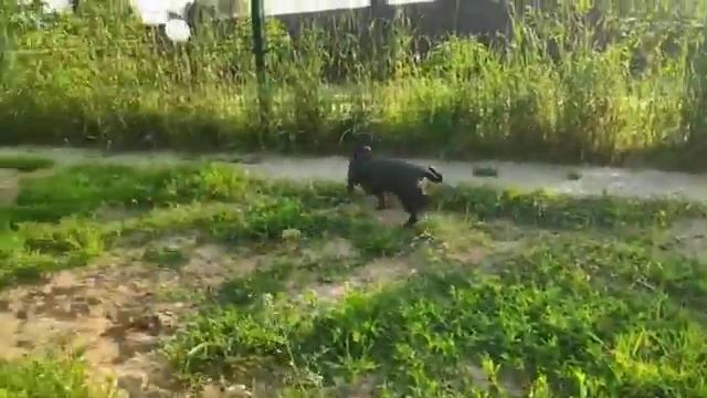 Такса бегает по траве смотреть онлайн