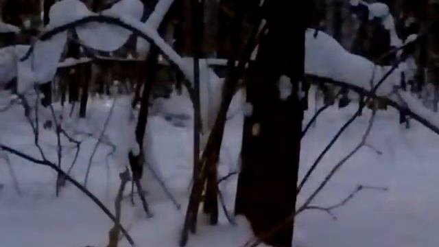 Толкач Гаджет-2. Айрат пробирается по лесу 2. смотреть онлайн