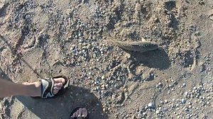 Ловля пеленгаса с берега на море