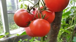 Высокорослый томат ВерлиокаF1