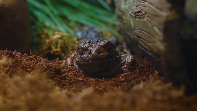The Mysterious Extinction of the Golden Toad смотреть онлайн