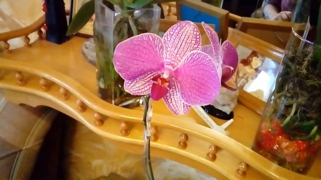 Орхидеи фаленопсис спустя10 дней после покупки. смотреть онлайн