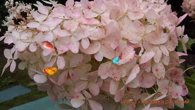Гортензия метельчатая Мега Перл ? обзор: как сажать, саженцы гортензии Мега Перл смотреть онлайн