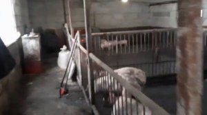 У ПОРОСЁНКА ОДНО ЯЙЦО! Что с ним ДЕЛАТЬ?! Свиноводство!