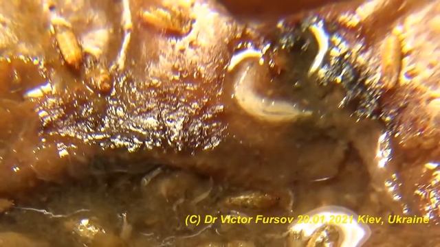 Откуда Мухи Дрозофилы на Вашей Кухне? Какие Мушки Любят Фрукты? смотреть онлайн