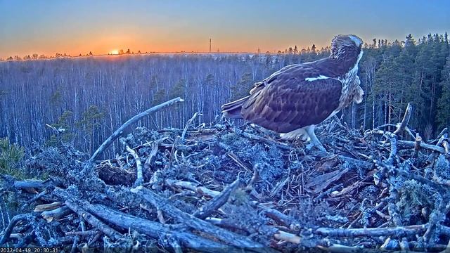 Скопа Марко и Миина. Вечер (Эстония) - Osprey Marko and Miina. Evening (Estonia) смотреть онлайн