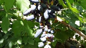 Виноград Академик Авидзба (памяти Дженеева). 2020г.