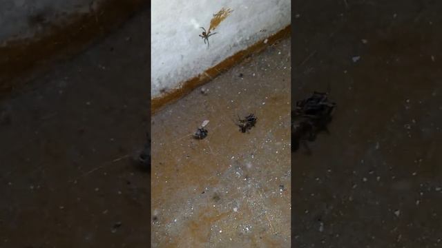 В мире домашних животных смотреть онлайн