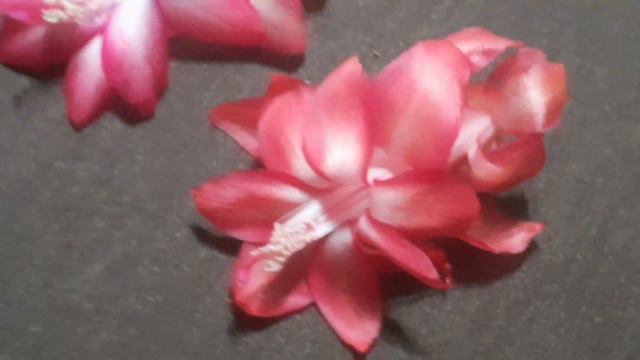 шлюмбергеры VILA VELHA BRAZIL & THOR MILA смотреть онлайн