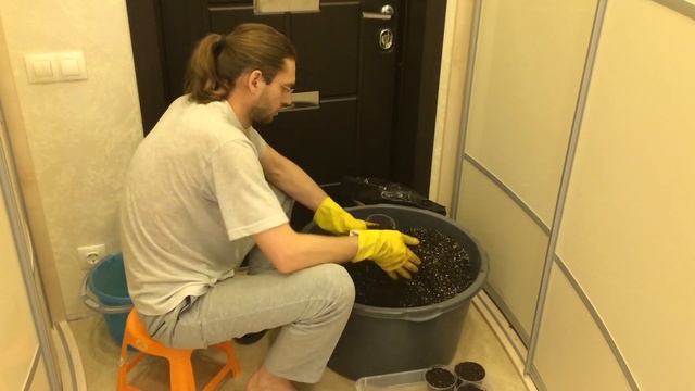 Как подготовить землю для посадки Павловнии. смотреть онлайн