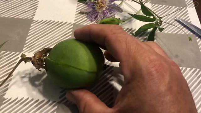 Cutting open a purple passionflower fruit seed pod смотреть онлайн
