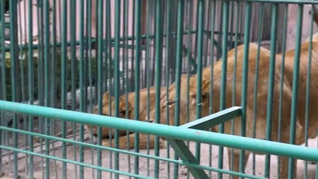 Львицы зовут льва смотреть онлайн