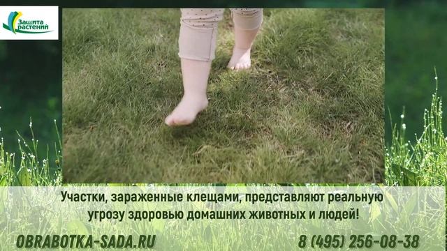 Обработка участка от клещей смотреть онлайн