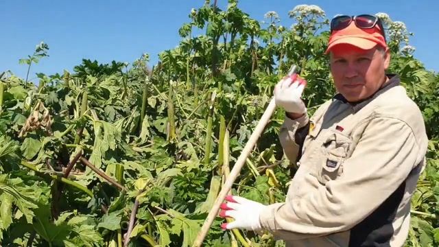 Июньское рубилово борщевика 2 смотреть онлайн