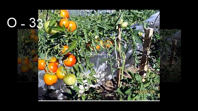 Морозостойкие томаты Сараева П Я смотреть онлайн