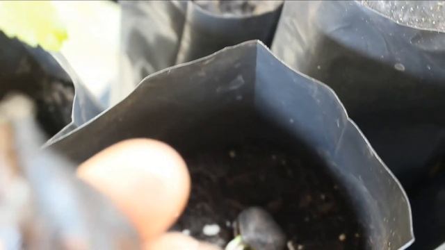 Сердцевидный орех. Наклюнулись чёрные орешки. Испуганный пекан. Черенки грецкого ореха в тепличке смотреть онлайн