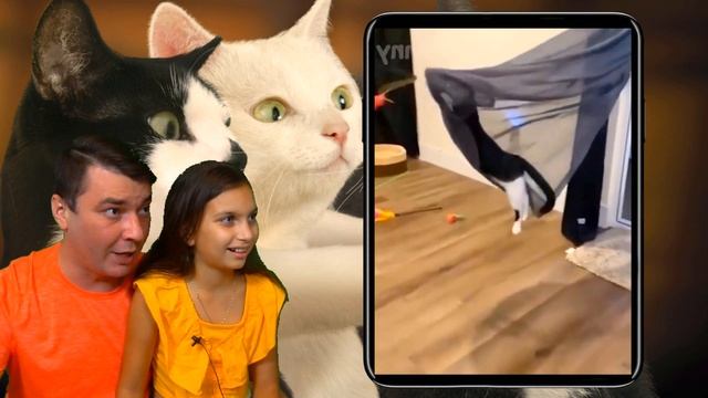 СМЕШНЫЕ КОТЫ в ШКОЛЕ в ЛАЙК и ТИКТОК! СОБАКИ. НЕ УЛЫБНИСЬ, НЕ ЗАСМЕЙСЯ ЧЕЛЛЕНДЖ Funny Cats Валеришк смотреть онлайн