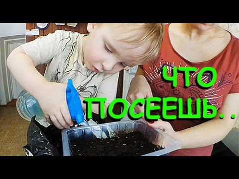 Семена. Культуры. Юный огородник в деле! смотреть онлайн