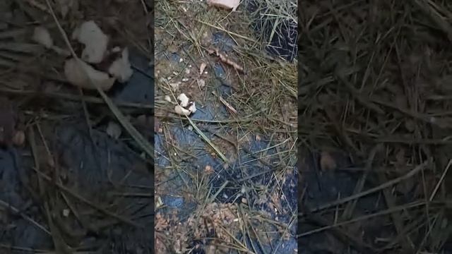 Зимний домик для нутрий из колеса для трактора . эконом вариант