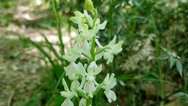 Ятрышник | Жизнь в Адлере смотреть онлайн