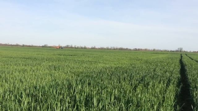 Поздние всходы падалки подсолнуха на пшенице | Вносим гербицыд смотреть онлайн