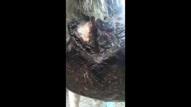 ЗАПУЩЕННЫЙ МОКРЕЦ У КОБЫЛЫ И КАК Я ЕГО ЛЕЧИЛ #лошади #здоровьелошадей смотреть онлайн