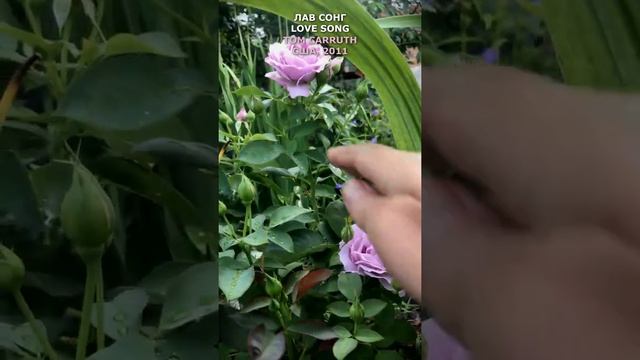 Роза Лав Сонг в моем саду 27 июля 2021. Love Song Rose in my garden. #shorts, смотреть онлайн