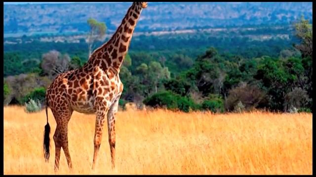 Семен Чудновский "Жираф". смотреть онлайн