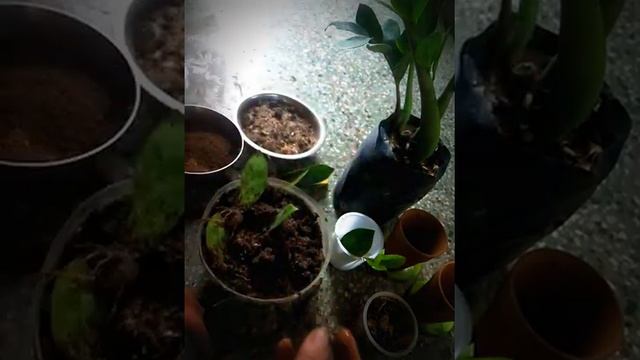 ZZ PLANT (zamioculcas,zamiifolia),INDOR PLANT . how to grow,care full information in hindi. смотреть онлайн