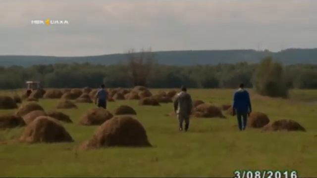 Особую тревогу по сенокосным кампаниям вызывает заготовка кормов на Севере республики смотреть онлайн