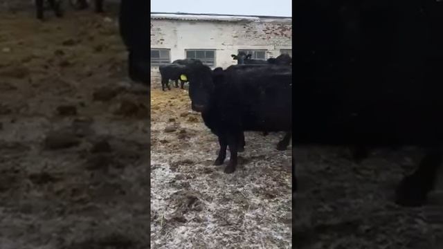 Купил стадо телочек коров, абердин - ангусской породы. С торгов по банкротству смотреть онлайн