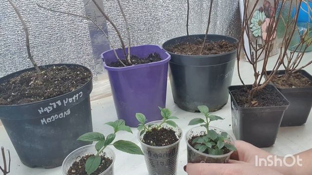 Выбор и покупка саженцев метельчатых гортензий! смотреть онлайн