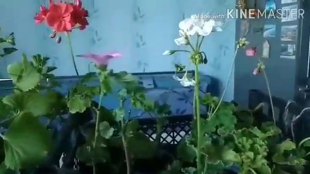 Мои не проданные остатки цветов. смотреть онлайн