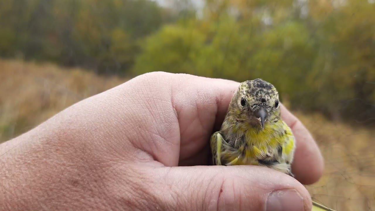 Ловля птиц 17 сентября 2021 год. смотреть онлайн