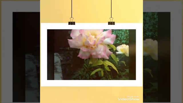 Вечерние цветы смотреть онлайн