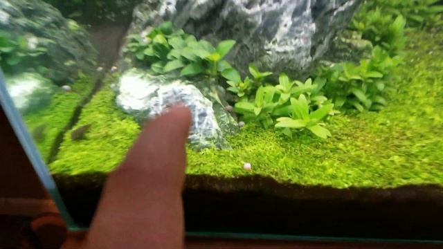 REVIEW: Seachem Flourish Excel смотреть онлайн