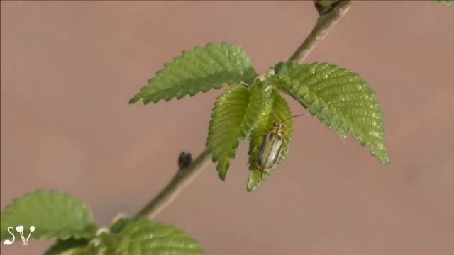 Insect. A bug on small-leaved elm / Букашка на мелколистном вязе смотреть онлайн