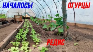 Супер способ посадки и выращивания огурцов на сетке в теплице | посеяли редиску