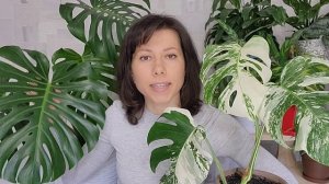 Монстера Деликатесная, Вариегатная (Альба, Борзига). Правильный уход, размножение, укоренение