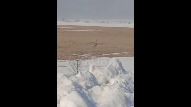 На Сахалин прилетел редкий даурский журавль небывалой красоты смотреть онлайн