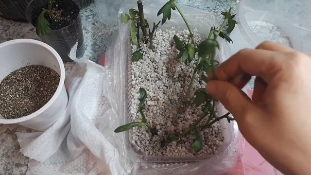 Хризантема! Или Ура! получилось! бегите все в магазин!!! (что получилось из покупного цветка) смотреть онлайн