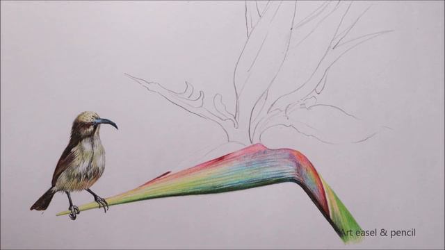 Bird and Flower Drawing in Color Pencils | Color Pencil Drawing смотреть онлайн