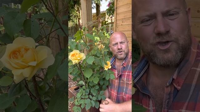 My first impressions of Rose “ Bring me Sunshine￼” from @david_austin_roses ￼#gardenerben смотреть онлайн