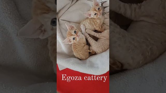 Девон рекс #девонрекс #devonrex #cat #catlover #devonrexcat смотреть онлайн