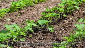 Посадка пастернака в открытый грунт – что нужно сделать, чтобы получить дружные всходы