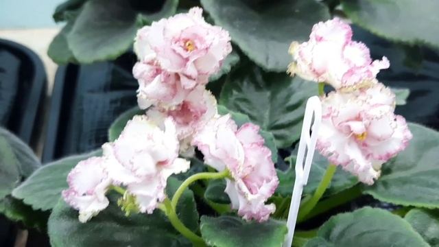 Краткий обзор условий выращивания фиалок. Советы новичка . смотреть онлайн